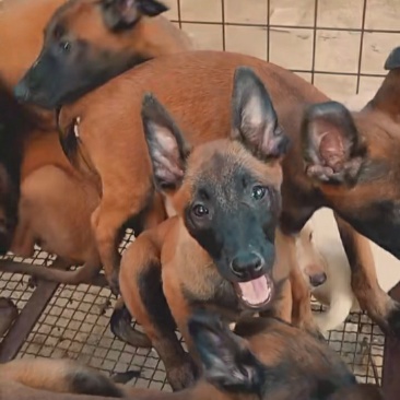 马犬马犬幼犬马犬价格马犬养殖马犬养殖基地
