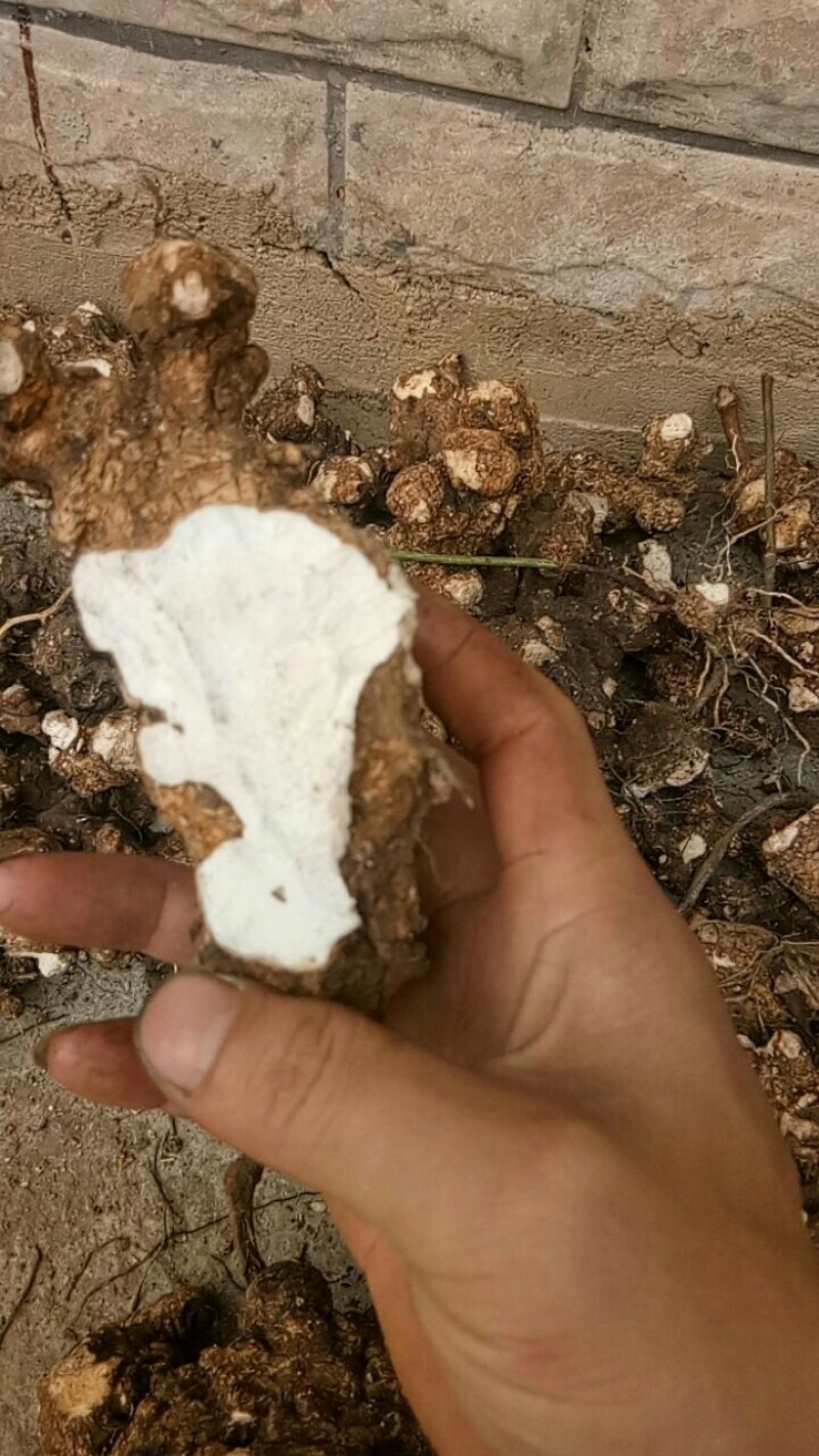 天然深山老林野生土茯苓