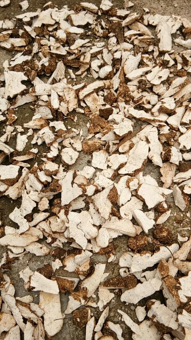 天然深山老林野生土茯苓