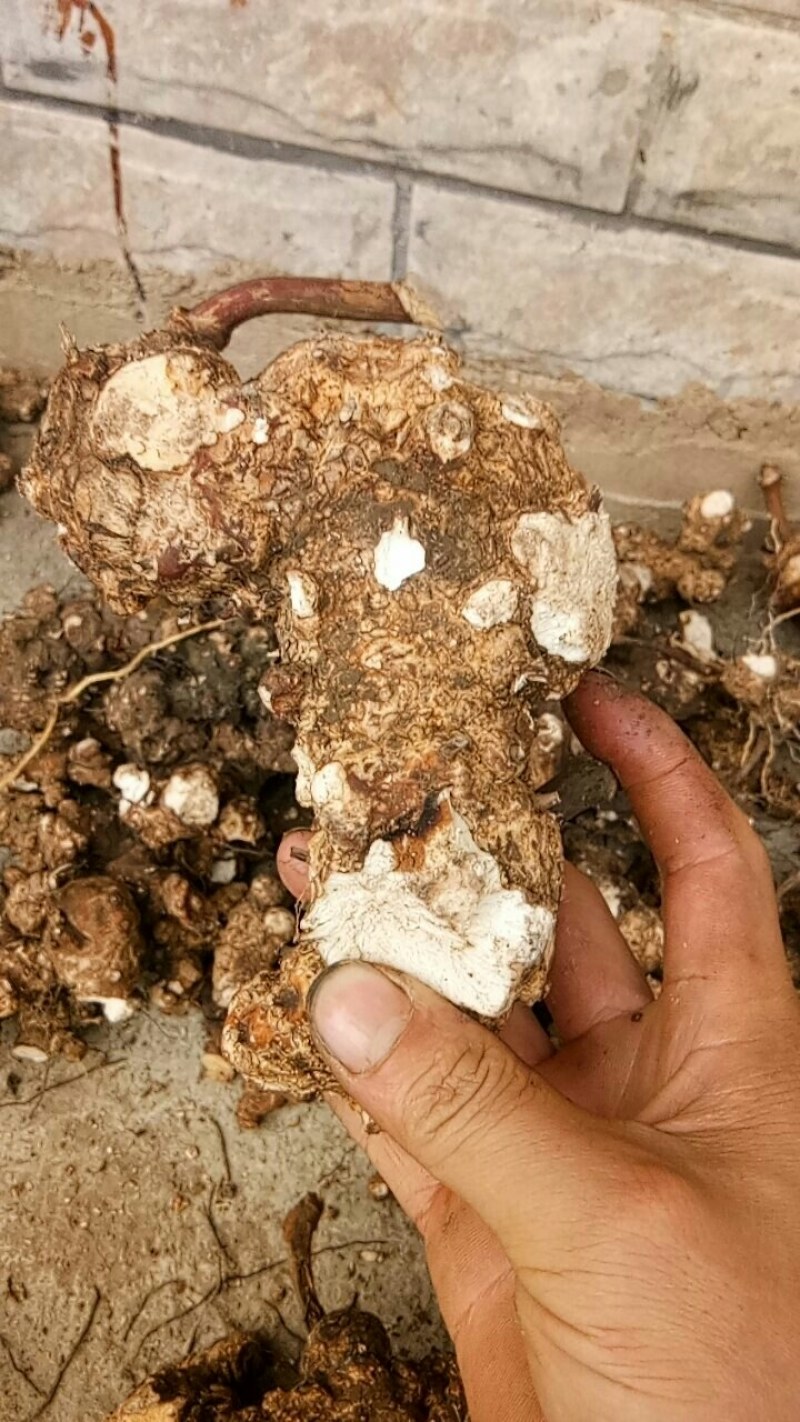 天然深山老林野生土茯苓