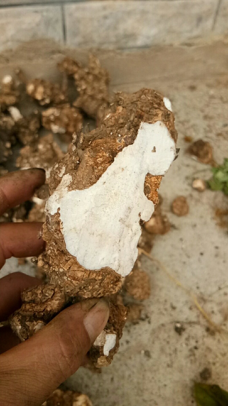 天然深山老林野生土茯苓