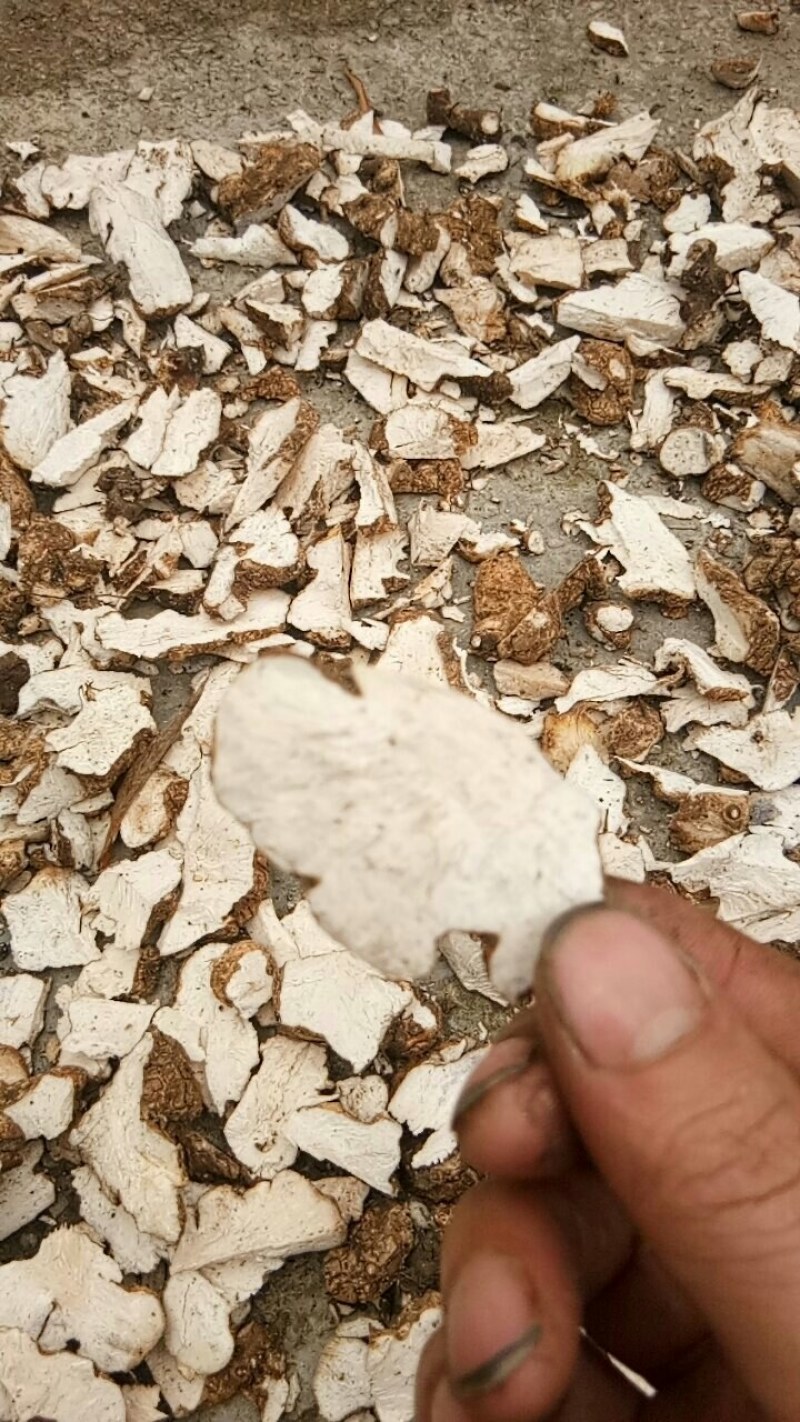 天然深山老林野生土茯苓