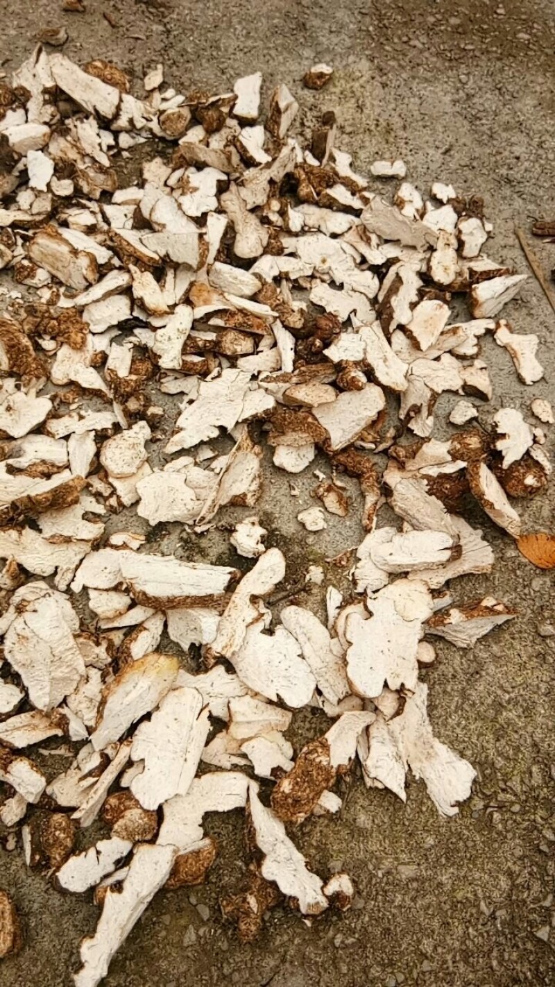 天然深山老林野生土茯苓