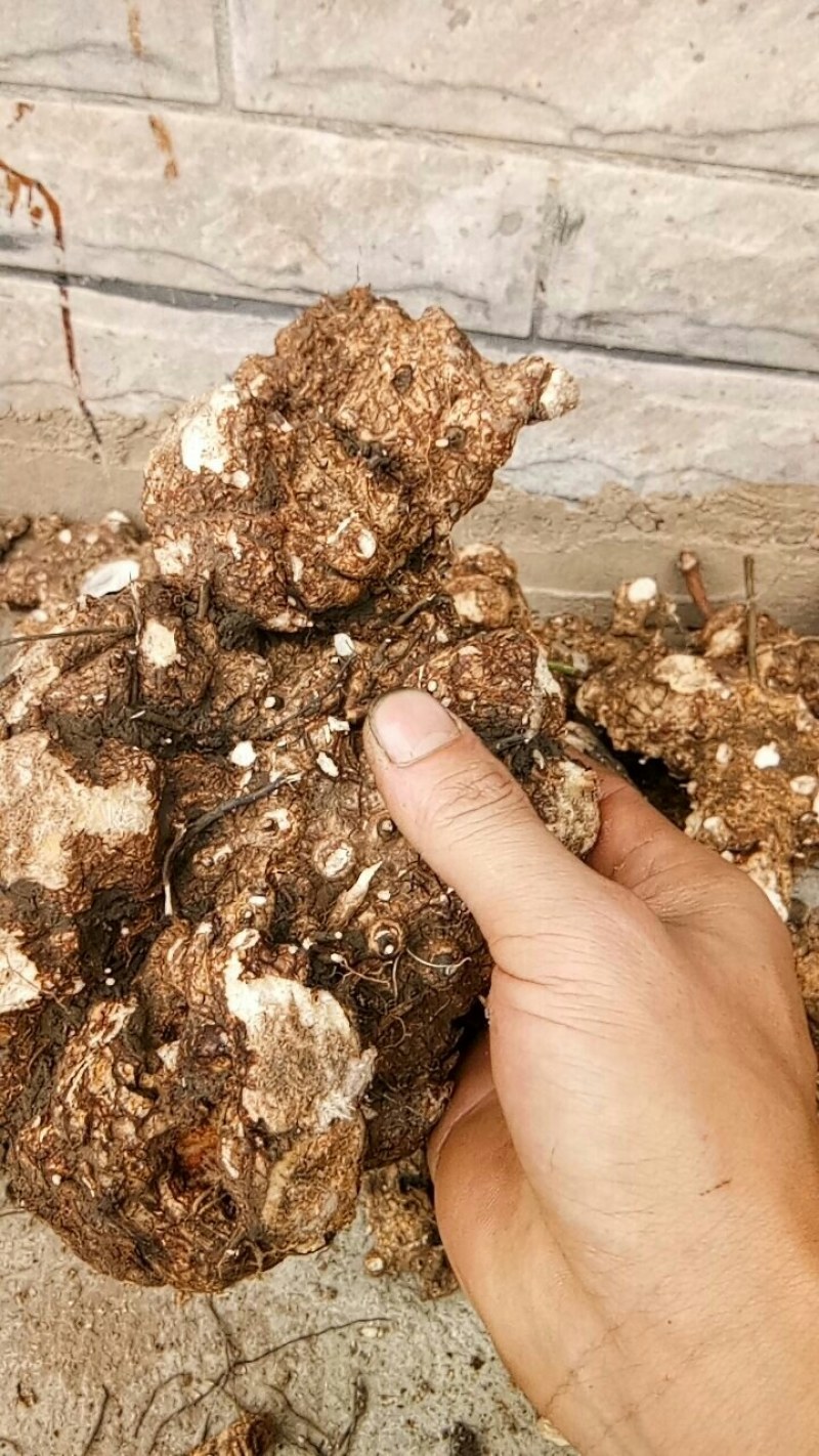 天然深山老林野生土茯苓
