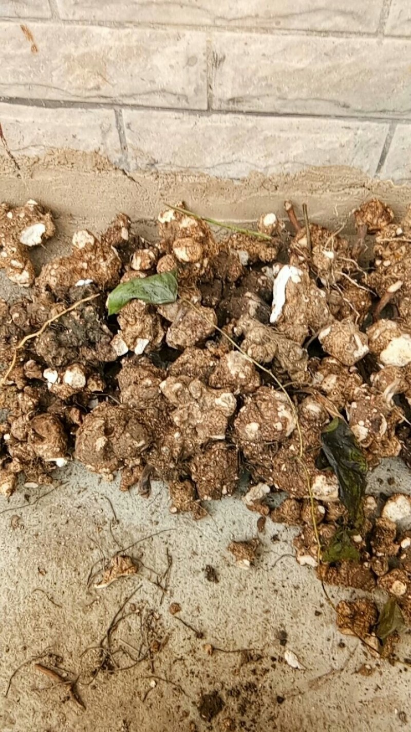 天然深山老林野生土茯苓