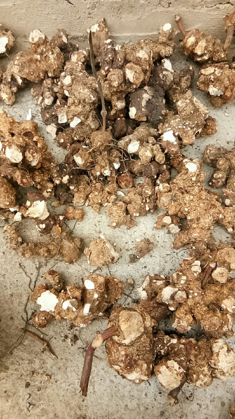 天然深山老林野生土茯苓