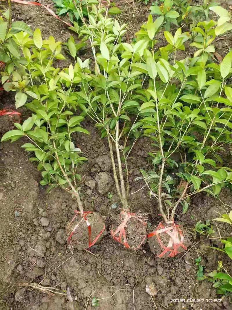 桂花，四季桂带土球月月桂花期长，部份地区不包邮