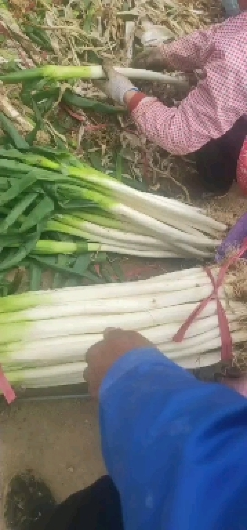 大量供应山东长白大葱