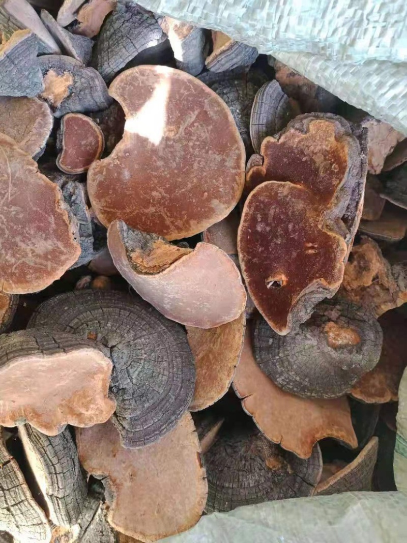 原生态桑黄灵芝漂亮新货量大可谈