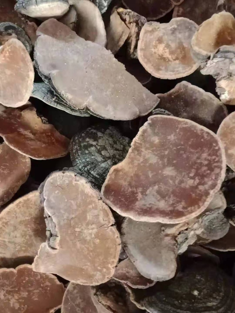 原生态桑黄灵芝漂亮新货量大可谈