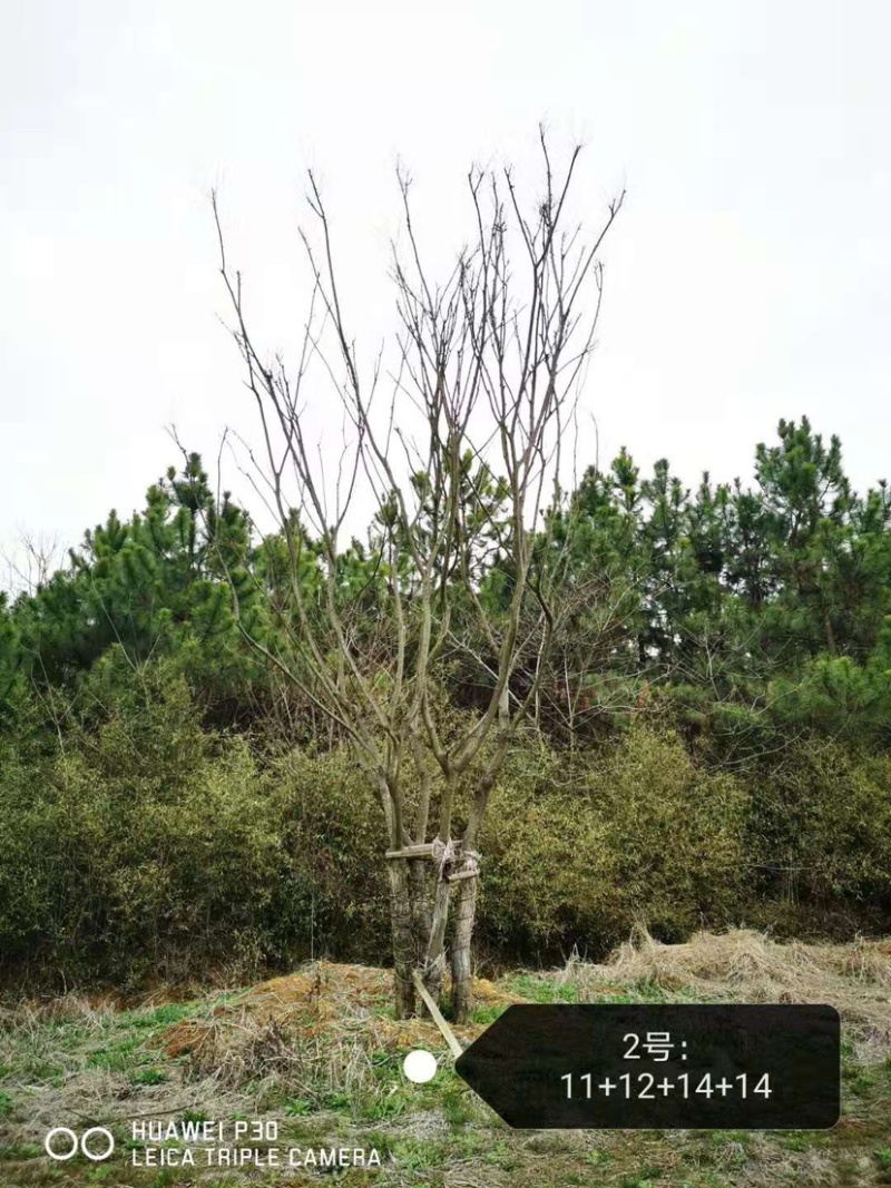 丛生朴树，3杆4杆5杆丛生朴树苗圃直销8米高度