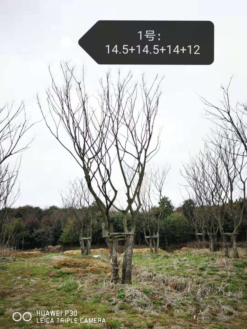 丛生朴树，3杆4杆5杆丛生朴树苗圃直销8米高度