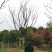 丛生朴树，3杆4杆5杆丛生朴树苗圃直销8米高度