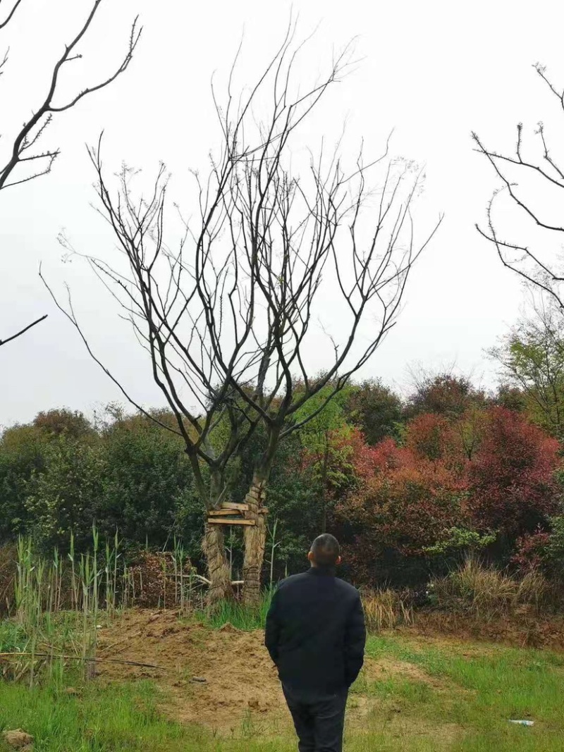 丛生朴树，3杆4杆5杆丛生朴树苗圃直销8米高度