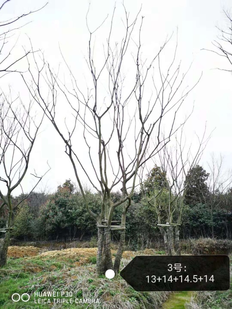 丛生朴树，3杆4杆5杆丛生朴树苗圃直销8米高度