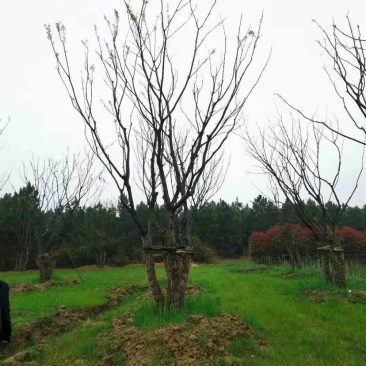 丛生朴树，3杆4杆5杆丛生朴树苗圃直销8米高度