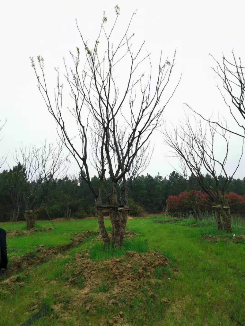 丛生朴树，3杆4杆5杆丛生朴树苗圃直销8米高度