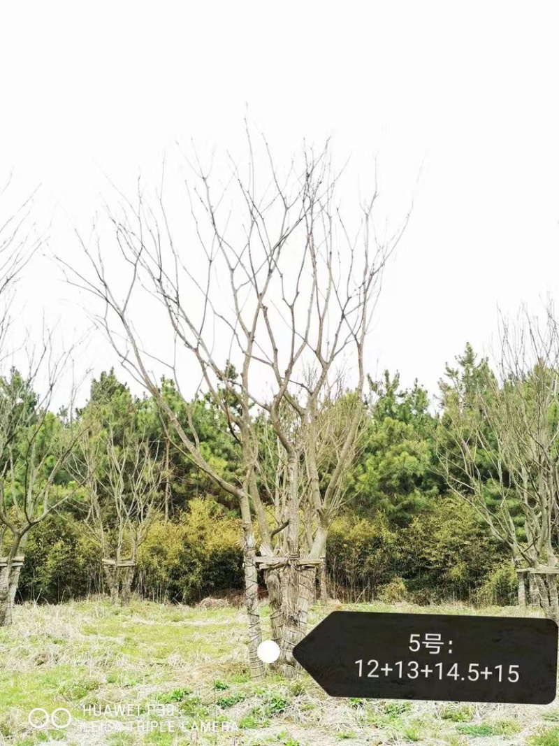 丛生朴树，3杆4杆5杆丛生朴树苗圃直销8米高度