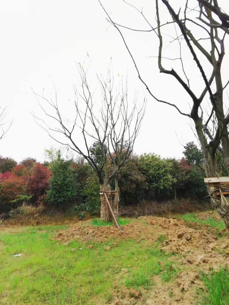 丛生朴树，3杆4杆5杆丛生朴树苗圃直销8米高度
