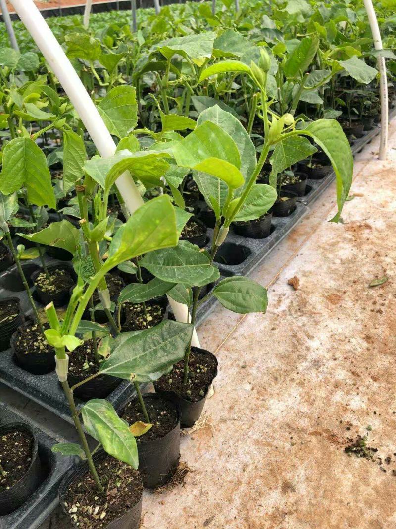 百香果树苗木瓜百香果苗百香果苗树香蜜百香果盆栽地栽