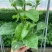 百香果树苗木瓜百香果苗百香果苗树香蜜百香果盆栽地栽