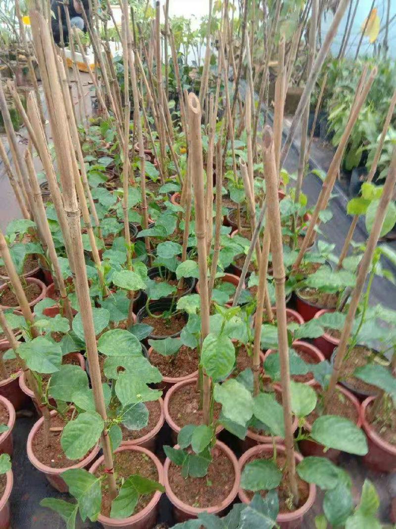 百香果树苗木瓜百香果苗百香果苗树香蜜百香果盆栽地栽