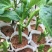 百香果树苗木瓜百香果苗百香果苗树香蜜百香果盆栽地栽