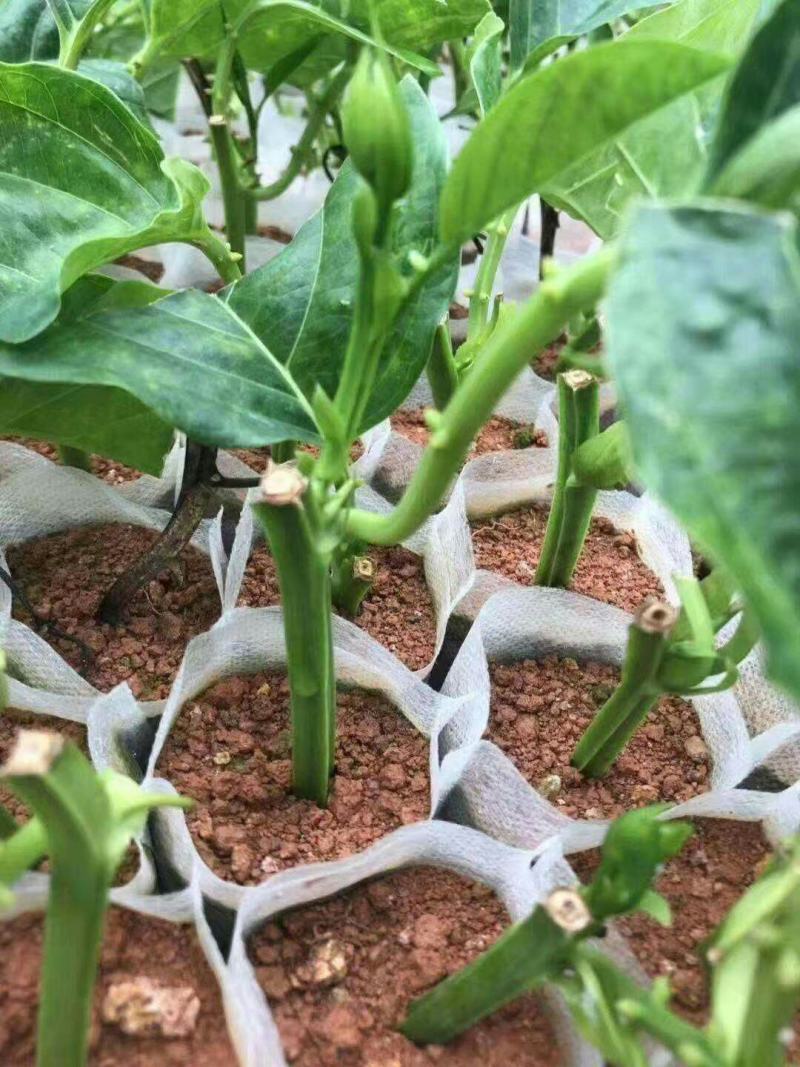 百香果树苗木瓜百香果苗百香果苗树香蜜百香果盆栽地栽