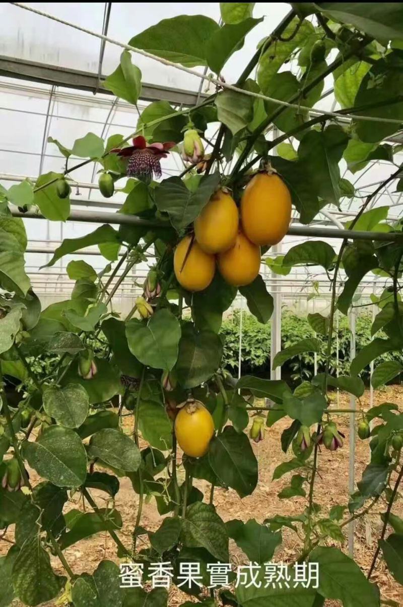 百香果树苗木瓜百香果苗百香果苗树香蜜百香果盆栽地栽