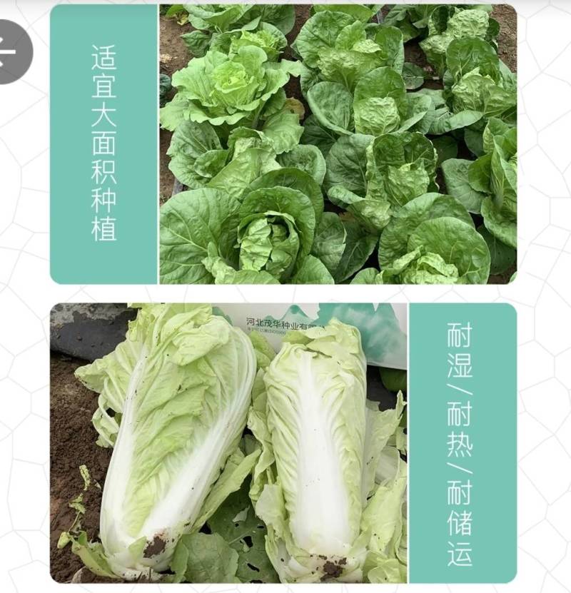 快菜种子闪电8号速生小白菜种子无毛耐湿热抗病四季播种