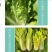快菜种子闪电8号速生小白菜种子无毛耐湿热抗病四季播种
