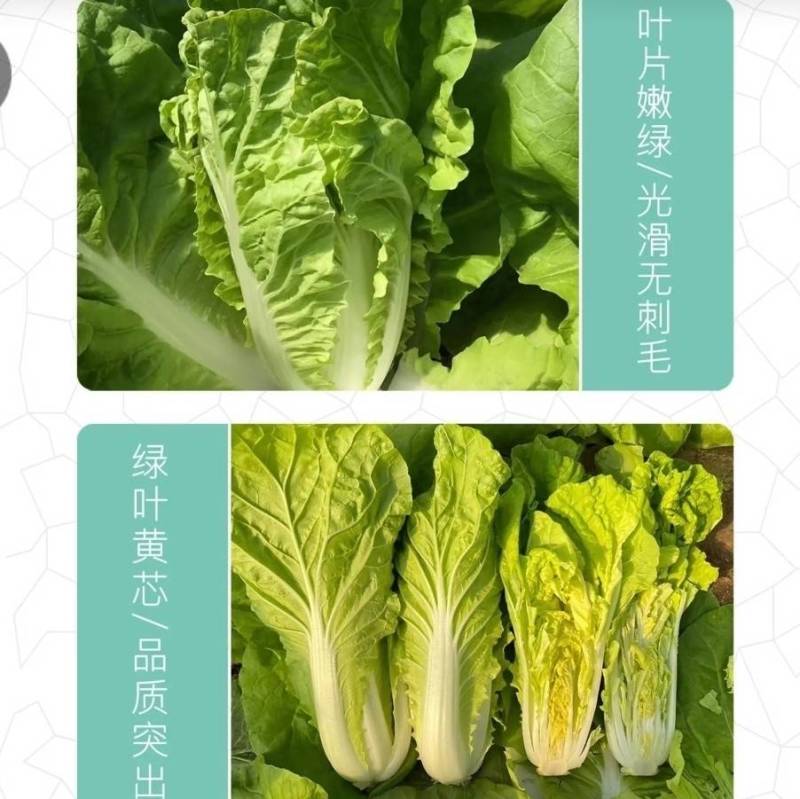 快菜种子闪电8号速生小白菜种子无毛耐湿热抗病四季播种