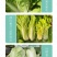 快菜种子闪电8号速生小白菜种子无毛耐湿热抗病四季播种