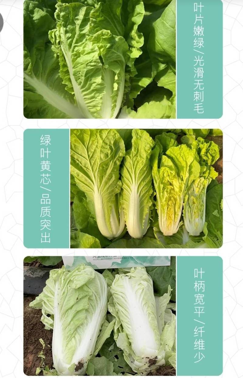 快菜种子闪电8号速生小白菜种子无毛耐湿热抗病四季播种