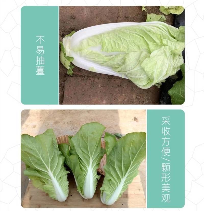 快菜种子闪电8号速生小白菜种子无毛耐湿热抗病四季播种