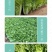 快菜种子闪电8号速生小白菜种子无毛耐湿热抗病四季播种