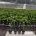 榴莲百香果苗台湾黄金甜蜜蜜百香果树苗纯甜不酸盆栽地栽四季