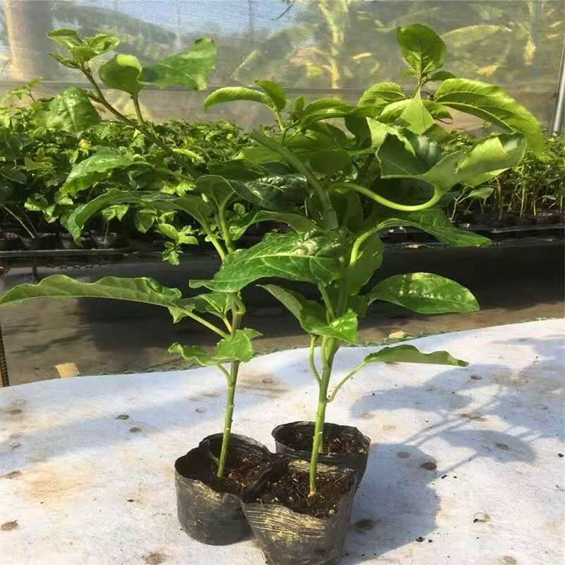 榴莲百香果苗台湾黄金甜蜜蜜百香果树苗纯甜不酸盆栽地栽四季