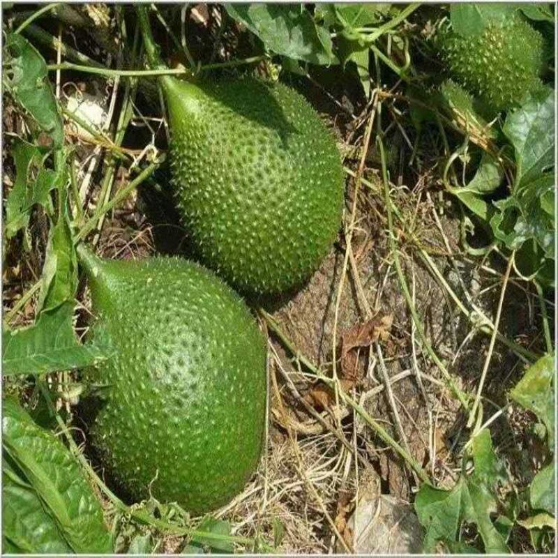 榴莲百香果苗台湾黄金甜蜜蜜百香果树苗纯甜不酸盆栽地栽四季
