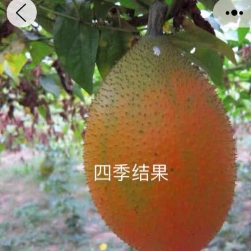榴莲百香果苗台湾黄金甜蜜蜜百香果树苗纯甜不酸盆栽地栽四季