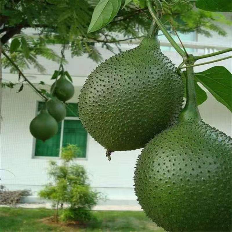 榴莲百香果苗台湾黄金甜蜜蜜百香果树苗纯甜不酸盆栽地栽四季