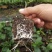榴莲百香果苗台湾黄金甜蜜蜜百香果树苗纯甜不酸盆栽地栽四季