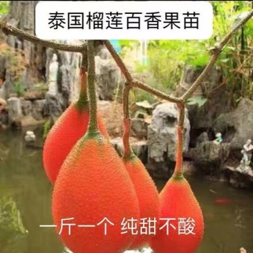 榴莲百香果苗台湾黄金甜蜜蜜百香果树苗纯甜不酸盆栽地栽四季
