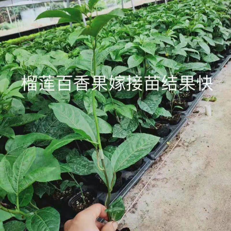 榴莲百香果苗台湾黄金甜蜜蜜百香果树苗纯甜不酸盆栽地栽四季