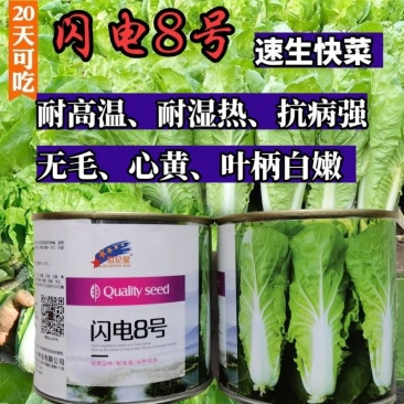 快菜种子闪电8号速生小白菜种子无毛耐湿热抗病四季播种