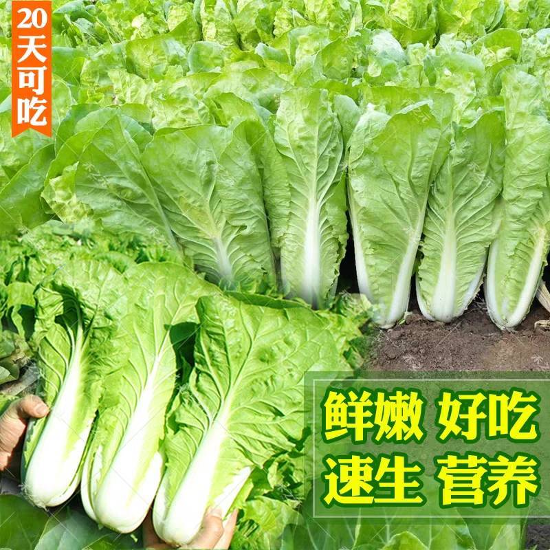 闪电8号小白菜种子，抗热耐湿，无毛无筋，品质特高