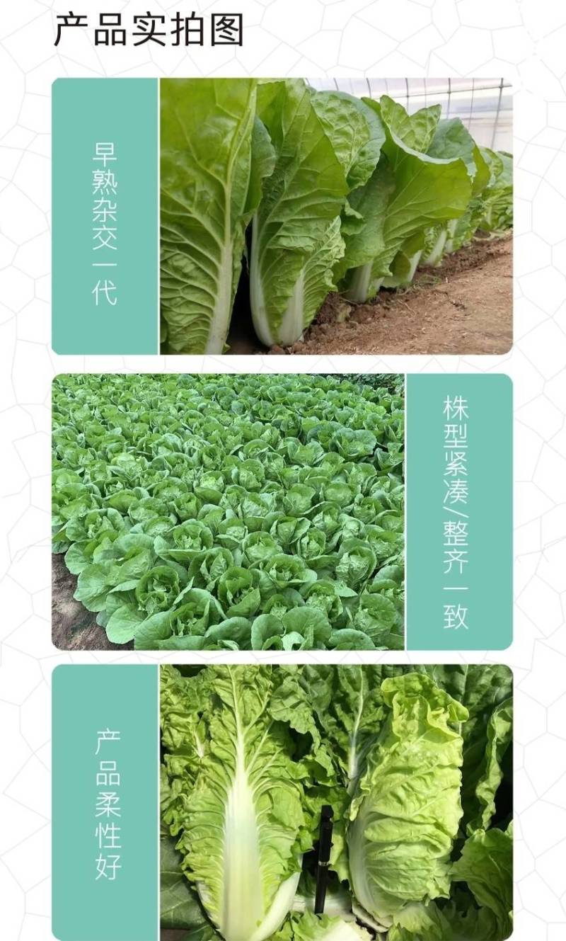 闪电8号小白菜种子，抗热耐湿，无毛无筋，品质特高