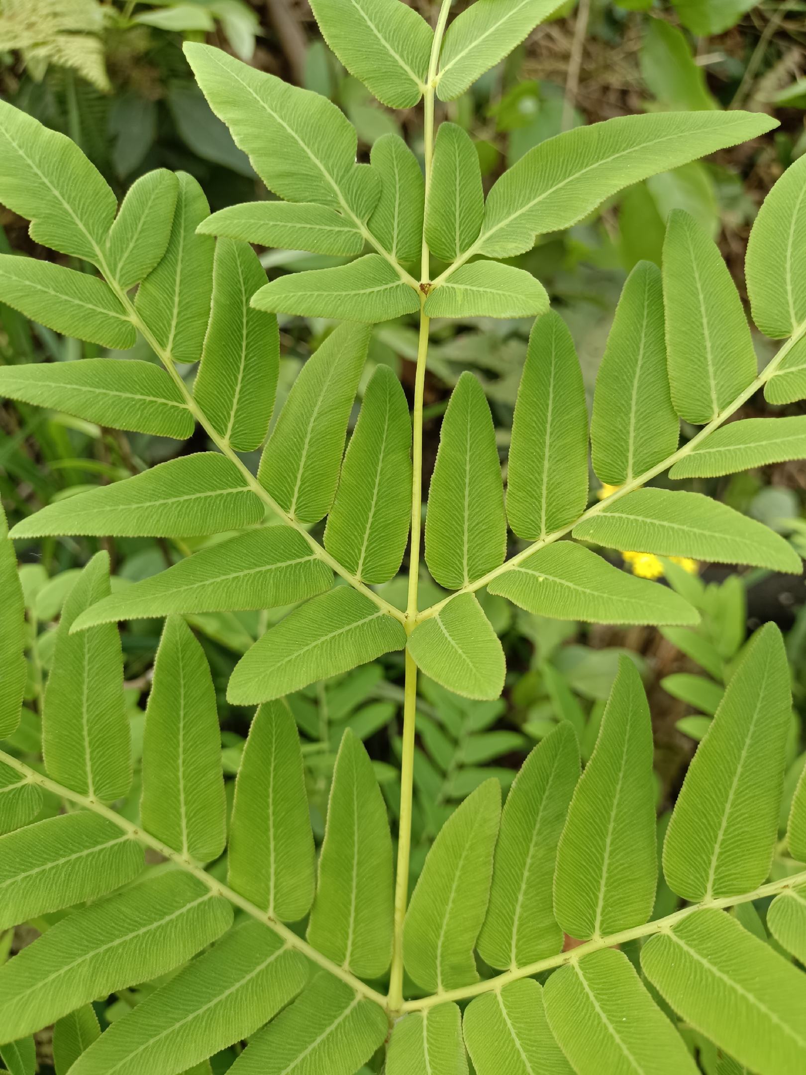 野生红穿破石根条,质量好,要货上山现采.