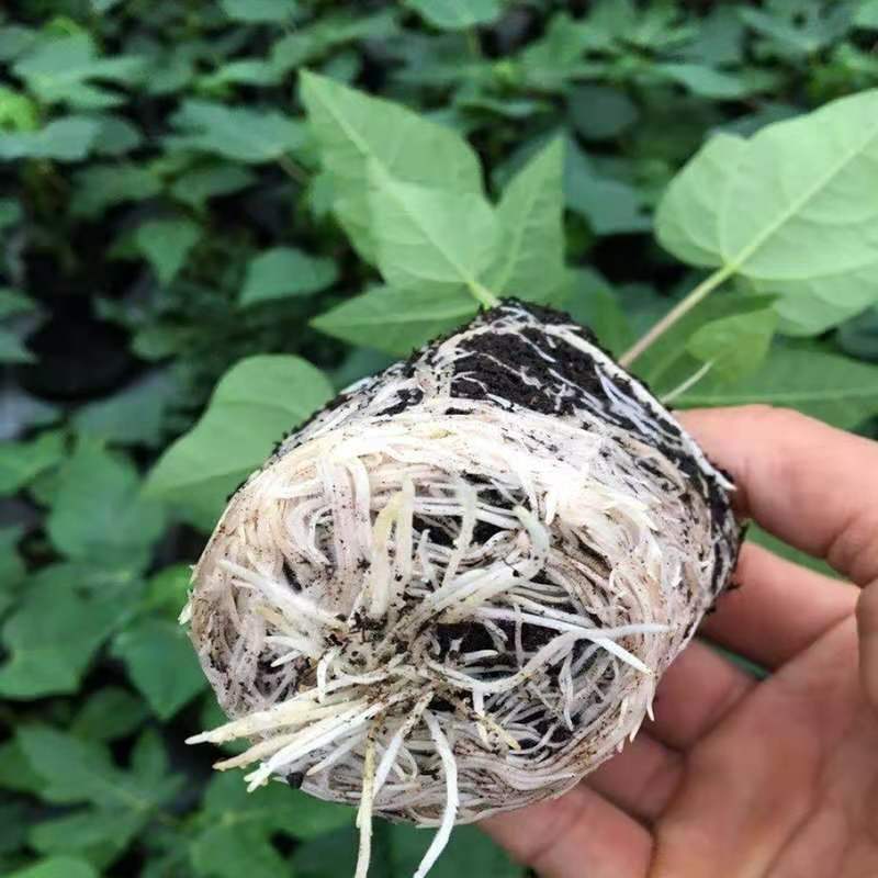 新品种泰国黄金牛奶木瓜苗矮化木瓜苗果树苗盆栽地栽南方北方