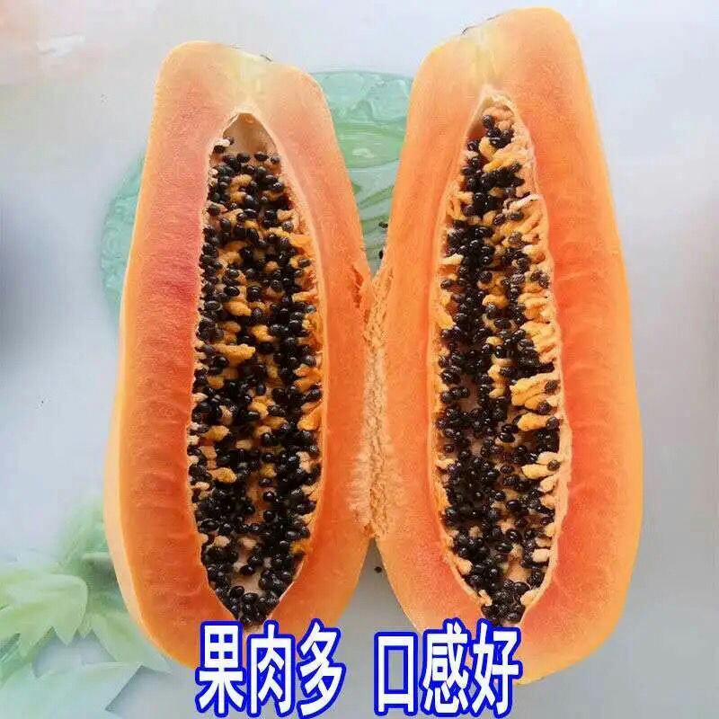 新品种泰国黄金牛奶木瓜苗矮化木瓜苗果树苗盆栽地栽南方北方